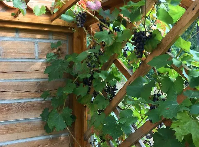 Domicil Alma * Schreiberhau