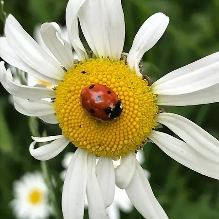 Accommodatie bij particulieren Domicil Alma Szklarska Poręba