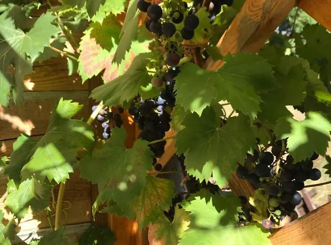 Domicil Alma Sklářská Poruba