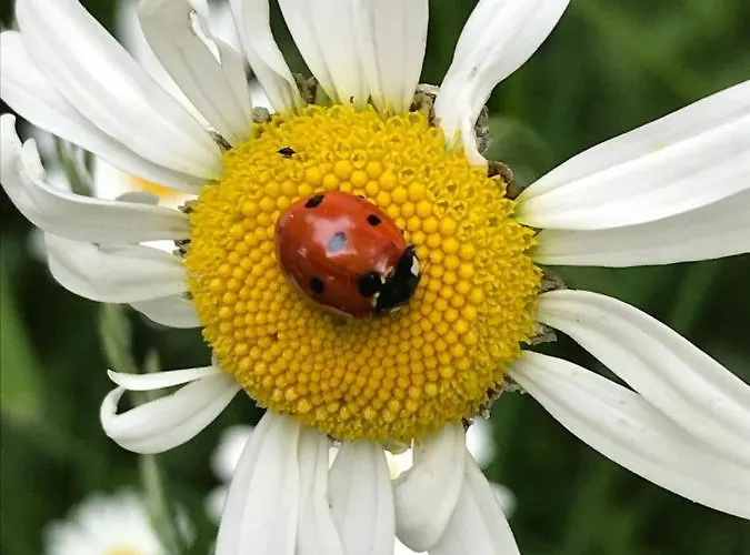 Ubytování v soukromí Domicil Alma Sklářská Poruba